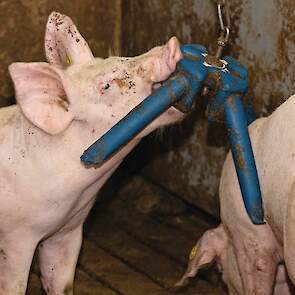 De vleesvarkens hebben volop speel- en afleidingsmateriaal. Ook krijgen ze hooi en brikketten met luzerne.