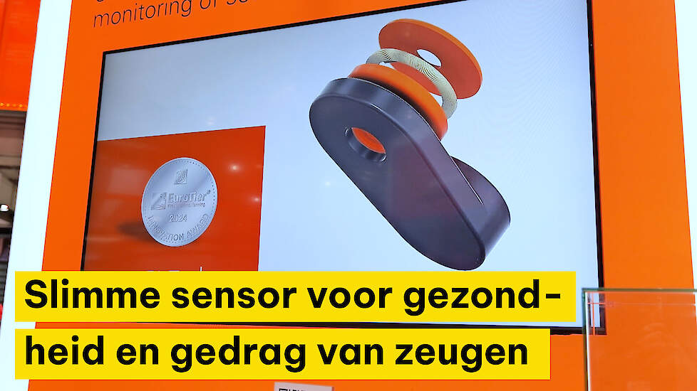 Oorsensor voor zeug maakt gedrag en gezondheid inzichtelijk.