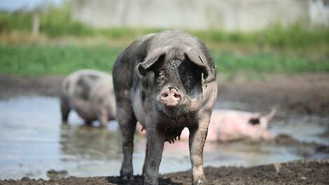 ‘We willen ons als biologische varkenshouders meer laten zien’