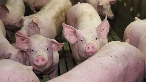 Varkens met mycoplasma letsels aan de slachtlijn hebben 2,5 kg lager karkasgewicht dan gezonde leeftijdsgenoten