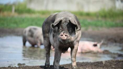 GoedGehouden opvolger van 5 Sterren Boeren-programma Varkens in Nood