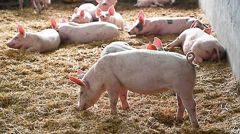 Wordt varkens houden in strooiselstal de toekomst?