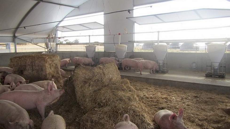 Voor zijn vleesvarkens gebruikt hij als eindbeer de Meatmaster van de binnenlandse fokkerijorganisatie Cefn. De zeugen is een kruising tussen de twee zuivere lijnen van het Landvarken en Large White. Sander Baks houdt geen resultaten van de vleesvarkens b