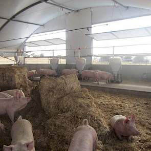 Voor zijn vleesvarkens gebruikt hij als eindbeer de Meatmaster van de binnenlandse fokkerijorganisatie Cefn. De zeugen is een kruising tussen de twee zuivere lijnen van het Landvarken en Large White. Sander Baks houdt geen resultaten van de vleesvarkens b