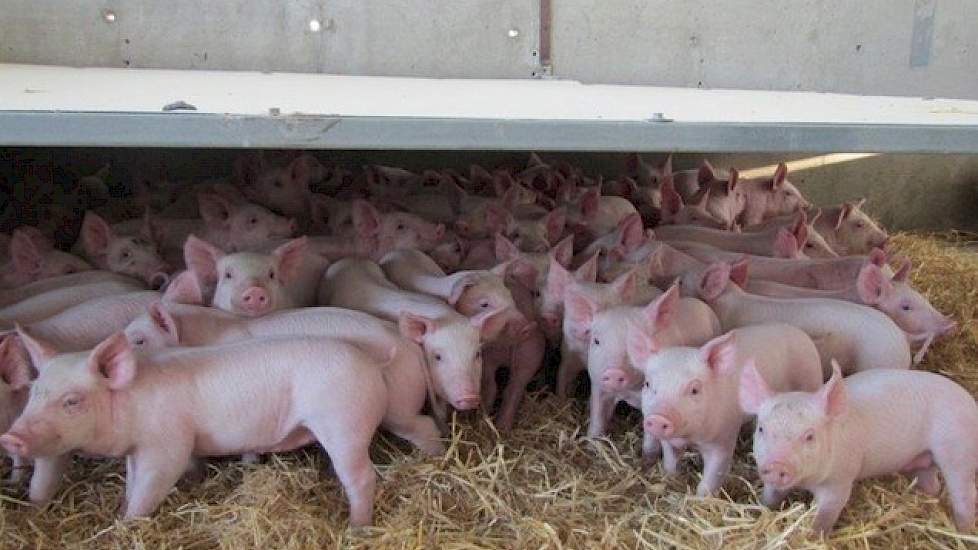 Soms werpen er meer zeugen dan dat hij kraamhokken heeft. De varkenshouder kiest dan de zeugen uit die het best met vrijheid kunnen omgaan en deze dieren gaan als de biggen 3 à 4 dagen oud zijn in een grote groep met stro.