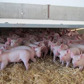 Soms werpen er meer zeugen dan dat hij kraamhokken heeft. De varkenshouder kiest dan de zeugen uit die het best met vrijheid kunnen omgaan en deze dieren gaan als de biggen 3 à 4 dagen oud zijn in een grote groep met stro.