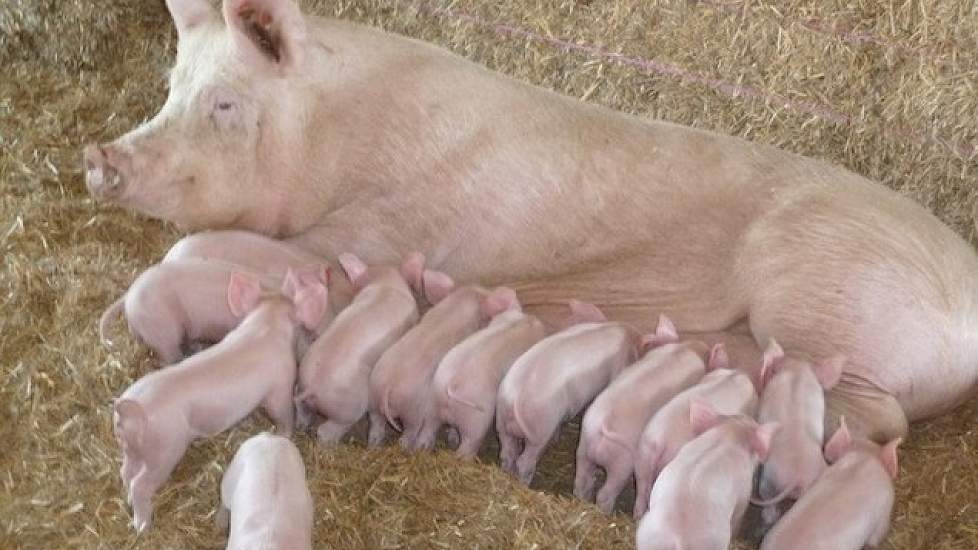 Soms werpen er meer zeugen dan dat hij kraamhokken heeft. De varkenshouder kiest dan de zeugen uit die het best met vrijheid kunnen omgaan en deze dieren gaan als de biggen 3 à 4 dagen oud zijn in een grote groep met stro.