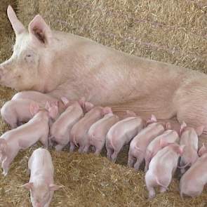 Soms werpen er meer zeugen dan dat hij kraamhokken heeft. De varkenshouder kiest dan de zeugen uit die het best met vrijheid kunnen omgaan en deze dieren gaan als de biggen 3 à 4 dagen oud zijn in een grote groep met stro.