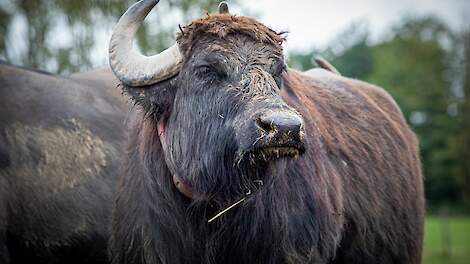 Mond- en klauwzeer vastgesteld bij waterbuffels in Oost-Duitsland