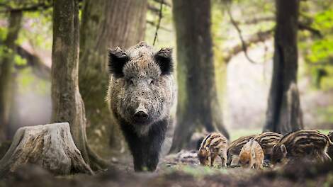 ‘Overheid moet keihard optreden tegen illegale uitzet wilde dieren’