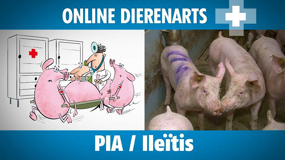 Online Dierenarts: PIA / Ileïtis