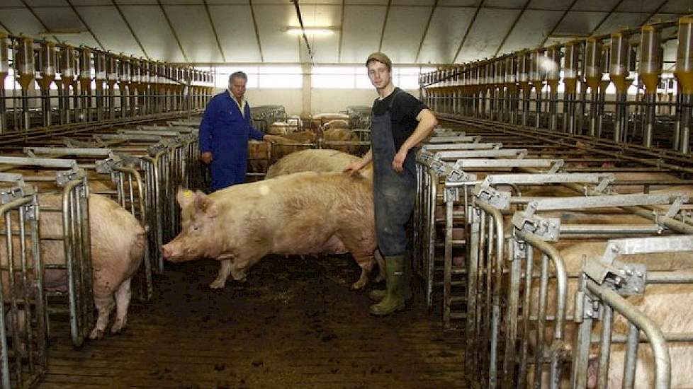 Het grootste nadeel is volgens Nouwen echter dat ze eerder versleten zijn. „Ze zijn gewoon een worp eerder op. Ik schat dat de vervanging zeker ongeveer 5 procent hoger ligt dan bij de Topigs”, zegt hij. „Van de duizend die we vanaf 2011 hebben aangevoerd