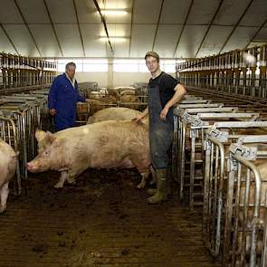 Het grootste nadeel is volgens Nouwen echter dat ze eerder versleten zijn. „Ze zijn gewoon een worp eerder op. Ik schat dat de vervanging zeker ongeveer 5 procent hoger ligt dan bij de Topigs”, zegt hij. „Van de duizend die we vanaf 2011 hebben aangevoerd