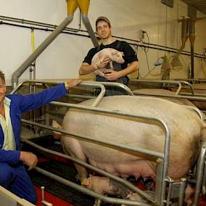 De Limburgse vermeerderaar houdt het daarom bij Topigs 20-zeugen. Die worden geleverd door fokbedrijf Coen Beerens uit het naburige Nederweert. Over die samenwerking is Nouwen prima te spreken. „De gelten worden goed berig.” De technische resultaten van z