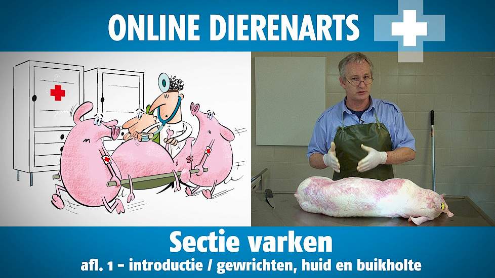 Online Dierenarts: Sectie op varken afl. 1