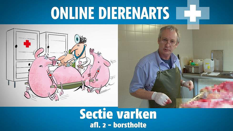 Online Dierenarts: Sectie op varken afl. 2: Borstholte