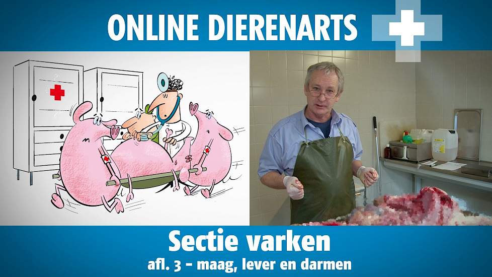 Online Dierenarts: Sectie op varken afl. 3: Maag, lever en darmen