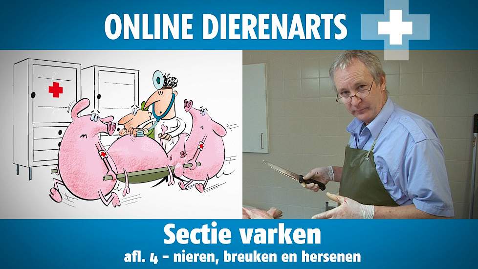 Online Dierenarts: Sectie op varken afl. 4: Nieren, spieren en hersenen