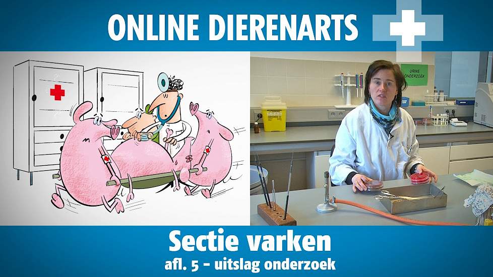 Online Dierenarts: Sectie op varken afl. 5: Uitslag onderzoek