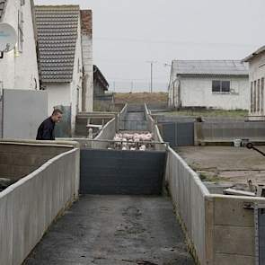 En zo ziet het er nu uit. Uwland heeft met betonnen vangrail-elementen uit de wegenbouw over het hele erf drijfgangen aangelegd. Nu kan één medewerker de biggen verplaatsen. In totaal heeft hij vier medewerkers voor in de stallen. „Op dergelijke oude bedr