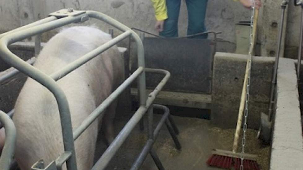 Wouters echtgenote Caroliene helpt ook een handje mee. De hoeken in de kraamstallen waar de biggen liggen, worden dagelijks in gestrooid met zaagsel. Alleen dat kost dagelijks al een halve man aan arbeid.