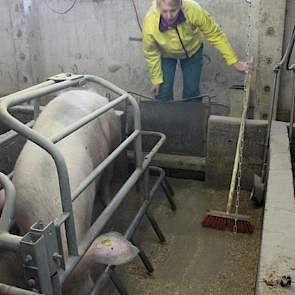 Wouters echtgenote Caroliene helpt ook een handje mee. De hoeken in de kraamstallen waar de biggen liggen, worden dagelijks in gestrooid met zaagsel. Alleen dat kost dagelijks al een halve man aan arbeid.