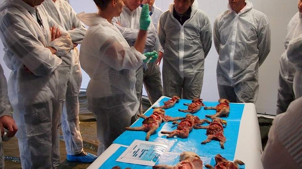 Al de biggen waar Loes Kateman sectie op verricht zijn aan een natuurlijke dood gestorven. Drie mensen van MSD waren de hele dag in weer geweest op het varkensbedrijf van Johnny Hogenkamp om voldoende sectiemateriaal te kunnen laten zien.