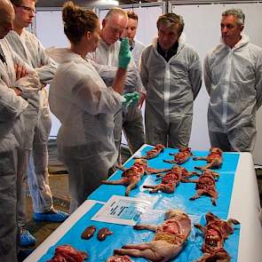 Al de biggen waar Loes Kateman sectie op verricht zijn aan een natuurlijke dood gestorven. Drie mensen van MSD waren de hele dag in weer geweest op het varkensbedrijf van Johnny Hogenkamp om voldoende sectiemateriaal te kunnen laten zien.