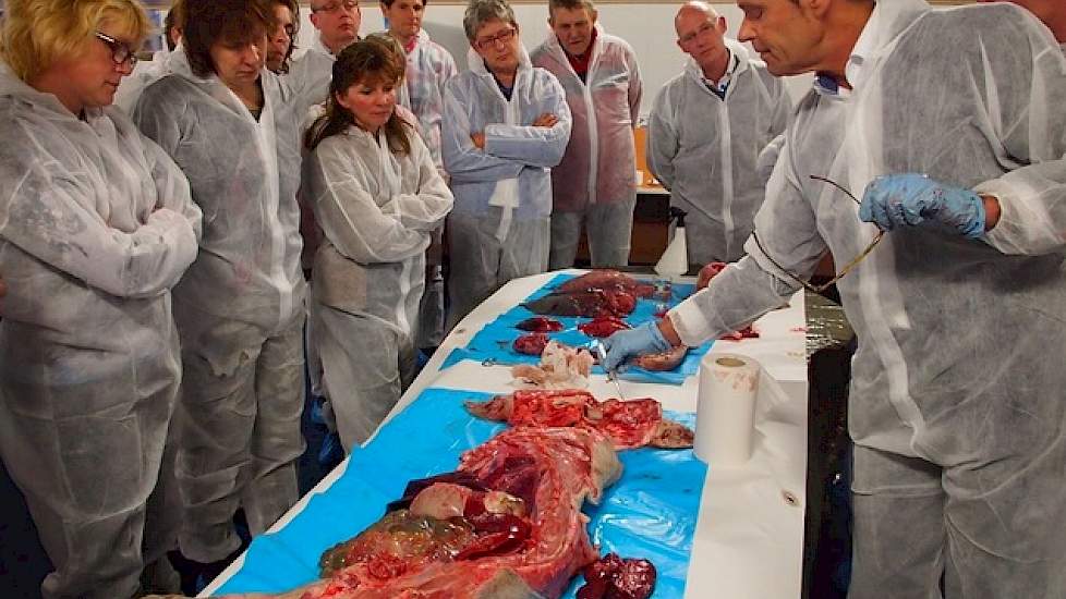 De tonsillen (amandelen) van het varken werden vertoond, de tonsillen fungeren als port- entree. Ook waren de gezonde neusbeenderen van een varken te zien, afwijkingen hierin kunnen duiden op een AR infectie (atrofische rhinitis). Cruijsen constateert hie