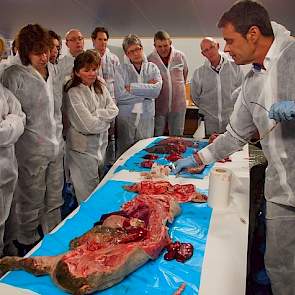 De tonsillen (amandelen) van het varken werden vertoond, de tonsillen fungeren als port- entree. Ook waren de gezonde neusbeenderen van een varken te zien, afwijkingen hierin kunnen duiden op een AR infectie (atrofische rhinitis). Cruijsen constateert hie