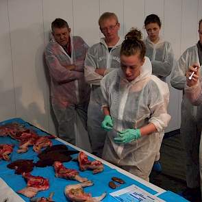 Ook bij de tweede workshop werden aangetaste organen getoond. Onder leiding van Loes Kateman, dierenarts bij MSD, werden afwijkende magen en darmen behandeld. Kateman laat zien hoe hersenvliesontsteking er in het varken uit ziet.