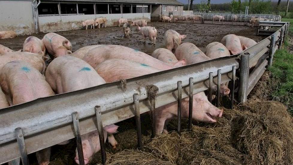 De dragende zeugen krijgen daarnaast nog kuilgras, een goede buikvulling, volgens Van Leeuwen.  Hij voert dat in de uitloop aan een provisorisch voerhek gemaakt van een stuk vangrail. „De zeugen zijn gek op het kuilgras, ze hebben het 't liefst zo nat mog