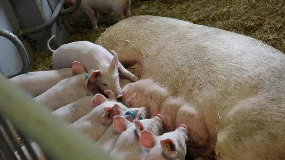 In de biologische houderij blijven de biggen zes weken bij de zeug. Moederloze opfok is niet toegestaan. Na zes weken vertrekt de zeug naar de dekstal; de biggen blijven dan nog één à twee weken in het kraamhok, tot ze zo'n 14 kilo wegen.