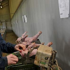 Een van de twee vaste medewerkers van Van Leeuwen castreert de biggen. Castratie blijft nodig in de biologische houderij, omdat de dieren daar veel meer licht en ruimte krijgen en ze langzamer groeien. Beren zijn actiever en eerder geslachtsrijp. Zonder c