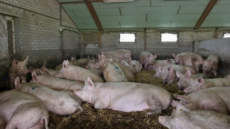 Van Leeuwen werkt met een driewekensysteem. De 200 dragende zeugen zitten in een dynamische groep met 4 Nedap voerboxen. Gemiddeld leveren ze 24 gespeende biggen per zeug per jaar.