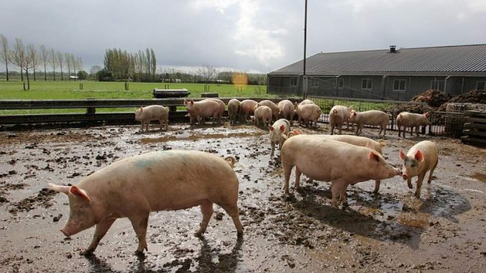 Omdat het bedrijf is opgeschaald van 160 naar 270 zeugen, is de zeugenstapel relatief jong. Van Leeuwen hoopt volgend jaar de zeugengroepen weer stabiel te hebben. De worpindex moet dan van 2.16 weer oplopen naar 2.20, met 12 in plaats van 11 gespeende bi