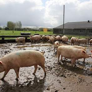 Omdat het bedrijf is opgeschaald van 160 naar 270 zeugen, is de zeugenstapel relatief jong. Van Leeuwen hoopt volgend jaar de zeugengroepen weer stabiel te hebben. De worpindex moet dan van 2.16 weer oplopen naar 2.20, met 12 in plaats van 11 gespeende bi