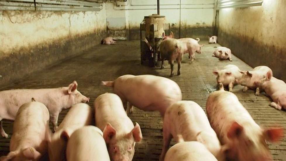 In een aparte leverruimte verzamelt hij alle slachtzeugen en biggen. Deze worden adlib gevoerd en een keer in de twee afgeleverd. Omdat hij al zijn varkens via de regionale producentenorganisatie VzF Uelzen neemt deze vereniging de financiële afwikkeling