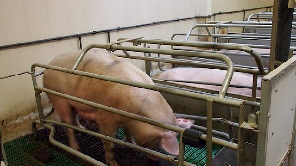 Op het bedrijf fokt hij met twee zeugenlijnen: de zuivere lijn en de Victoria-zeug van BHZP. Veertig procent van de zeugen wordt geïnsemineerd met sperma van de zuivere lijn. De zestig procent Victoria-zeugen worden gedekt met de eindbeer DB77. Deze Piétr