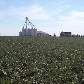 De afgelopen jaren zijn er veel varkenshouders verdwenen in Ontario. Lars en Jorn voorspellen dat er zes jaar geleden nog 1.500 varkenshouders in hun provincie waren. Nu zijn er volgens de broers nog hoogstens 700 zelfstandige varkenshouders over. „Zonder