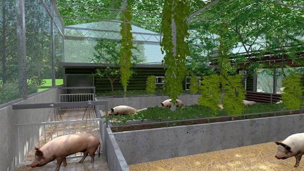 De aanwezigheid van varkensdouches in de mestgang, die de varkens naar eigen behoefte voor o.a. temperatuurregulatie kunnen gebruiken.