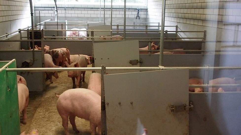 De eerste dieren in de nieuwe stal zijn drie weken geleden opgelegd. Er is nog geen last van hokbevuiling. Volgens dochter Suzanne hangt er een frisse lucht in de bevolkte afdeling. „Als ik ’s avonds nog even in de afdeling ben geweest, hoef ik mij niet m