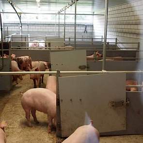 De eerste dieren in de nieuwe stal zijn drie weken geleden opgelegd. Er is nog geen last van hokbevuiling. Volgens dochter Suzanne hangt er een frisse lucht in de bevolkte afdeling. „Als ik ’s avonds nog even in de afdeling ben geweest, hoef ik mij niet m