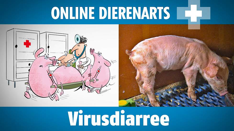 Online Dierenarts: Virusdiarree