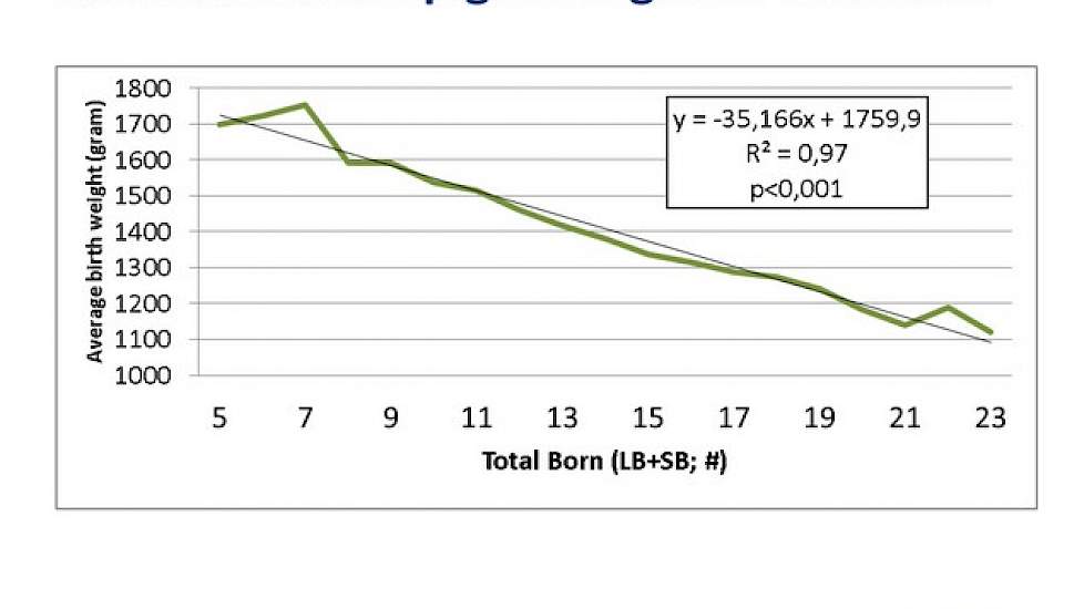 Wat is het effect van aantal biggen per worp op het geboortegewicht? Elke big extra betekent 35 gram minder geboortegewicht