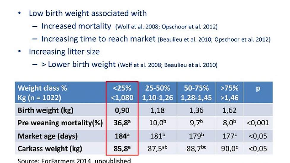 In deze tabel de vier gewichtscategorieën: 1080 gram of minder, 1100 tot 1260 gram, 1280 tot 1445 gram  en 1460 gram of meer. Bij de lichtste gewichtsklasse, gemiddeld 25 procent van het aantal geboren biggen, bleek het uitvalpercentage op 36,8 procent te