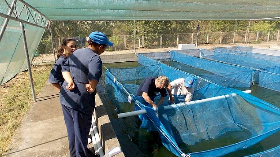 Naast de kernfokkerij hebben ze met een bedrijf Deporgen nog een viskwekerij met Tilapia. Ze verkopen productiedieren voor de viskwekerij. Hun klanten zijn viskwekers in Costa Rica die Tilapia kweken voor de visconsumptie.