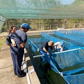 Naast de kernfokkerij hebben ze met een bedrijf Deporgen nog een viskwekerij met Tilapia. Ze verkopen productiedieren voor de viskwekerij. Hun klanten zijn viskwekers in Costa Rica die Tilapia kweken voor de visconsumptie.