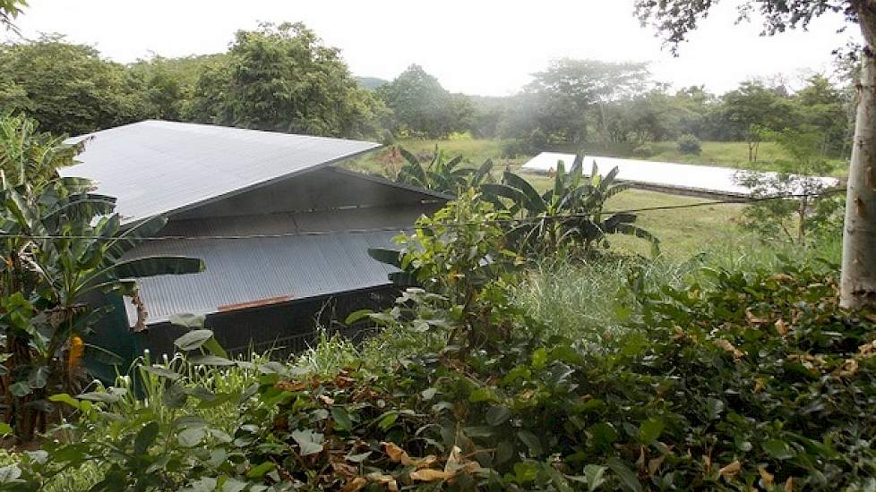 Het is in Costa Rica verboden om varkensdrijfmest op het land uit te rijden. Peter moet de varkensmest scheiden en drogen. De dunne fractie rijdt hij over het land uit en de dikke eiwitrijke fractie voert hij aan zijn vleesvee. Peter heeft ongeveer 40 stu