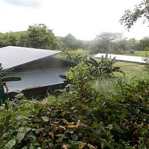 Het is in Costa Rica verboden om varkensdrijfmest op het land uit te rijden. Peter moet de varkensmest scheiden en drogen. De dunne fractie rijdt hij over het land uit en de dikke eiwitrijke fractie voert hij aan zijn vleesvee. Peter heeft ongeveer 40 stu